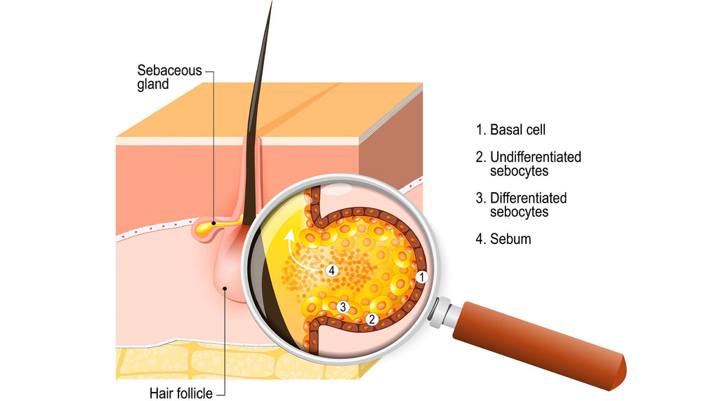 sebaceous gland graphic