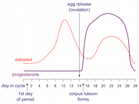 Graph of hormone estradiol and progesterone. Estrogen is highest around day 10-12 and day 22. Progesterone is highest at days 22-24.